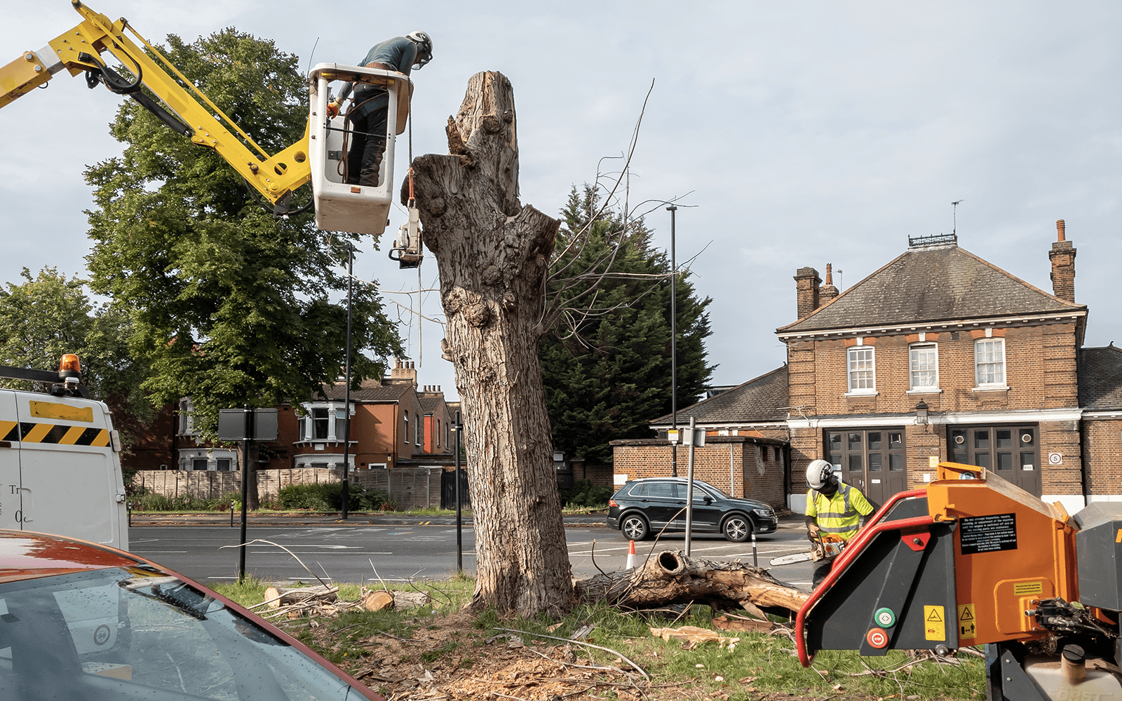 Jones Tree Surgery Work