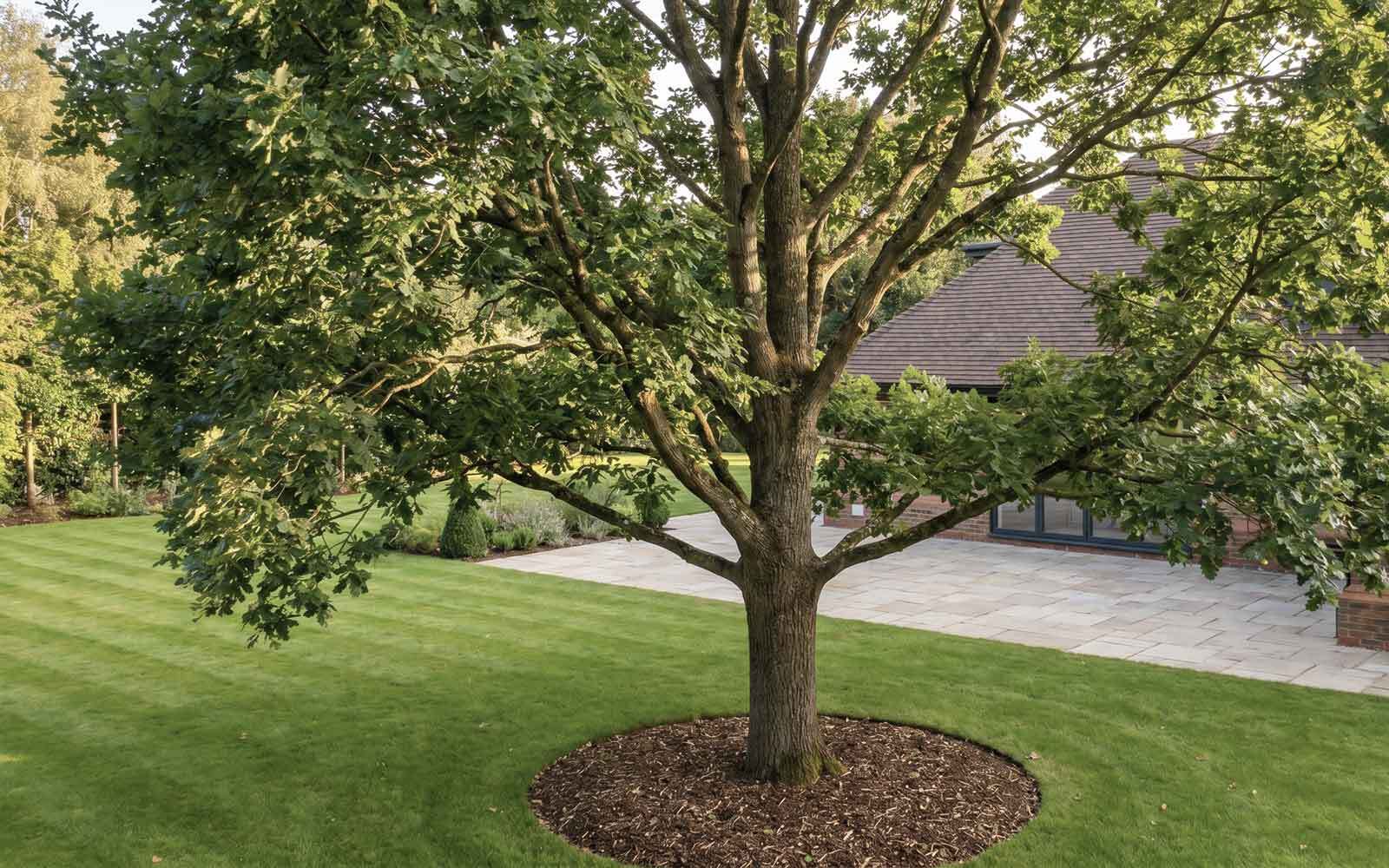 Jones Tree Surgery Work