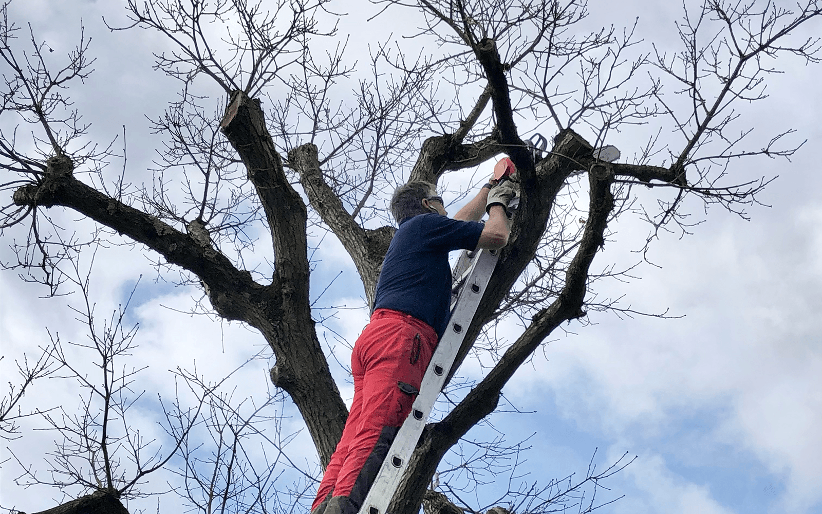 Jones Tree Surgery Work