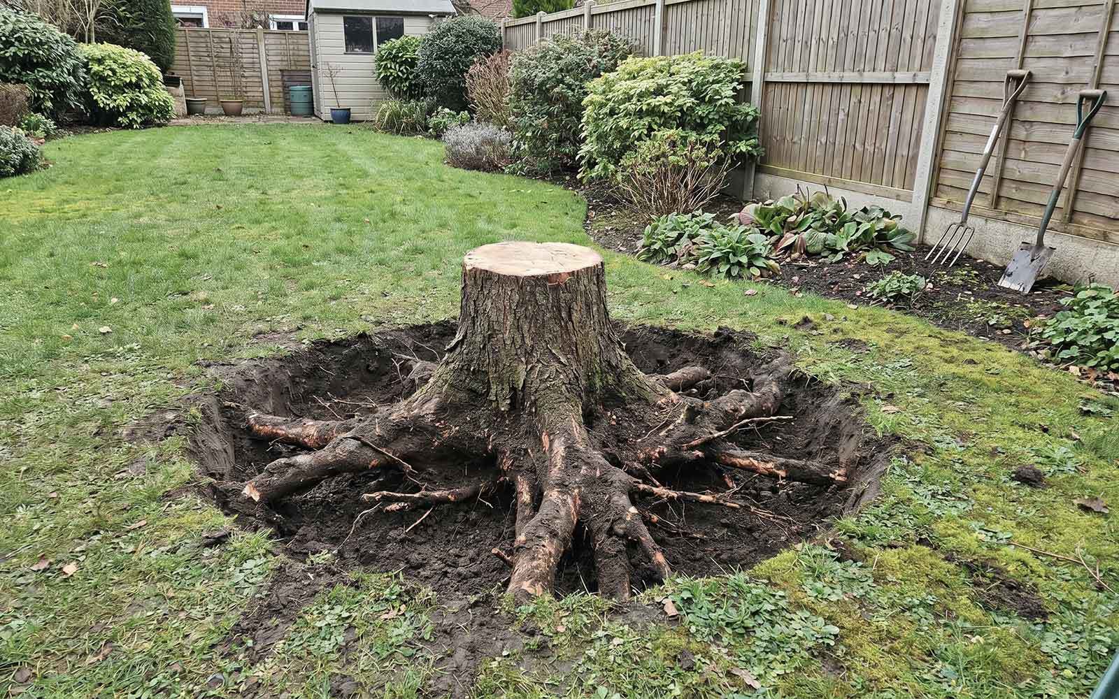 Jones Tree Surgery Work