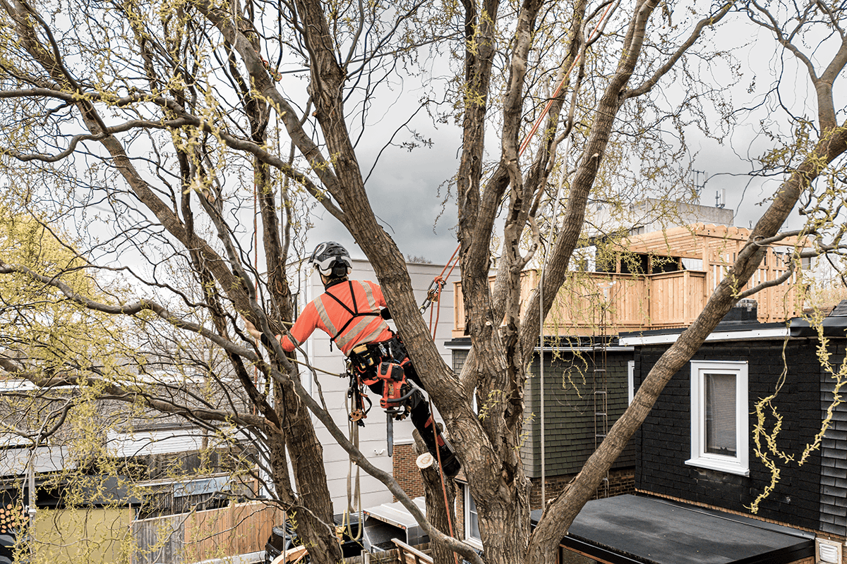 Welcome to Jones Tree Surgery