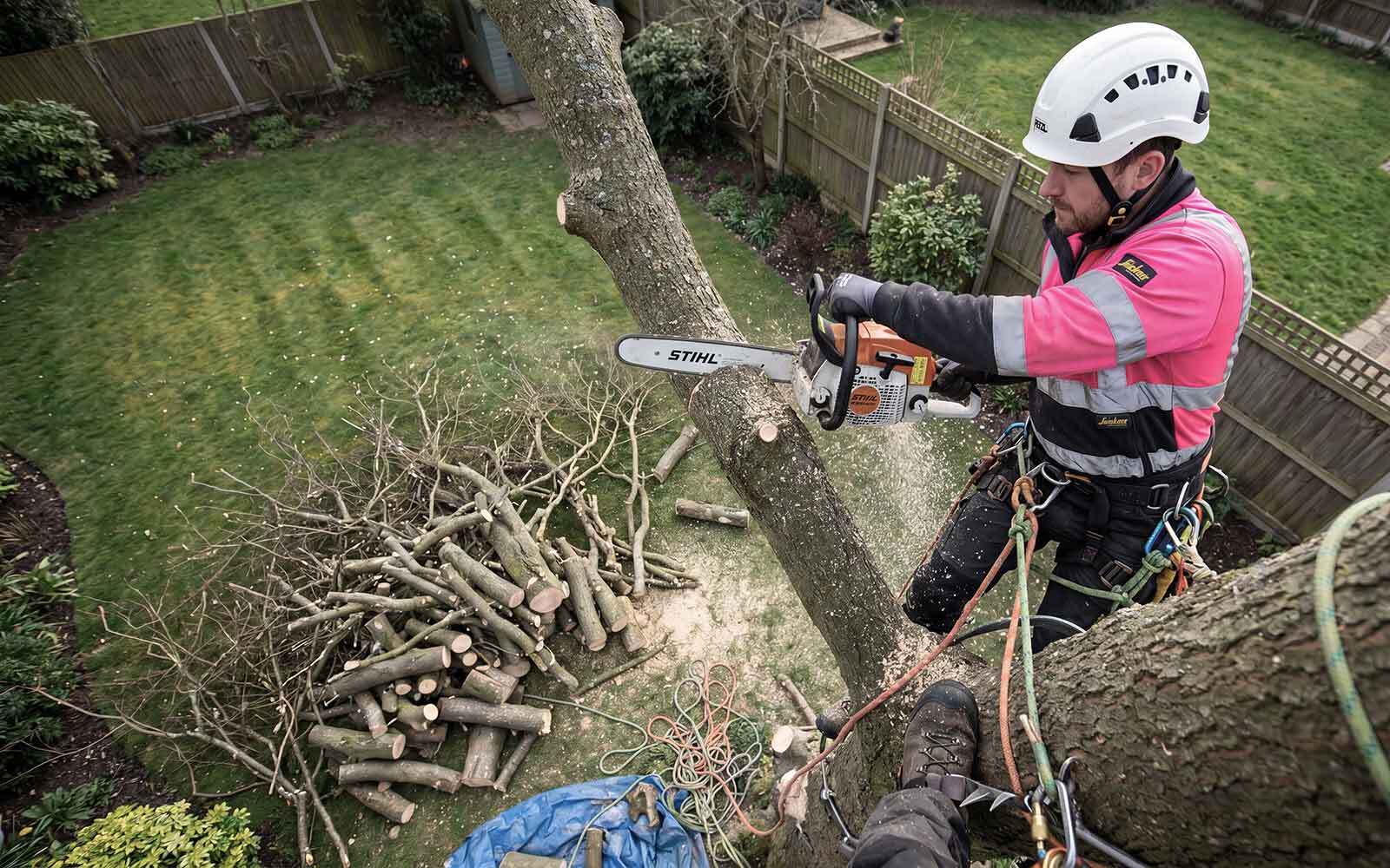 Jones Tree Surgery Work
