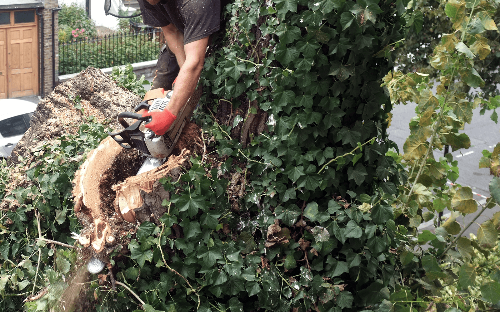 Jones Tree Surgery Work
