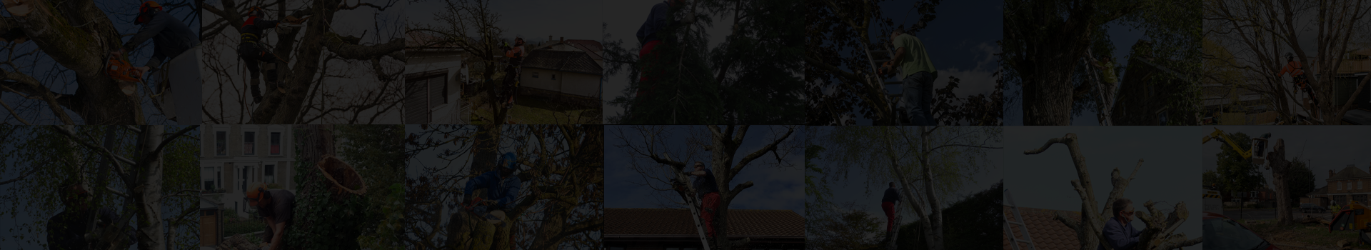 Jones Tree Surgery